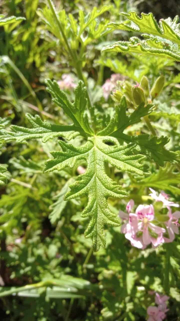 LOS SECRETOS DEL PELARGONIUM